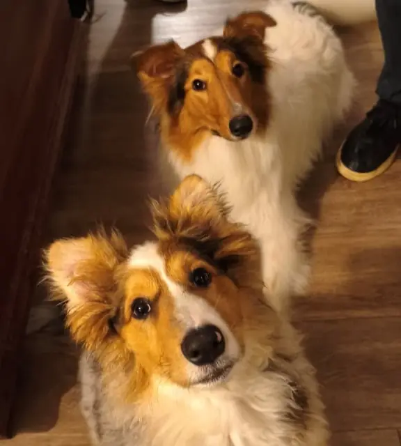 Cães no chão de casa, aula residencial