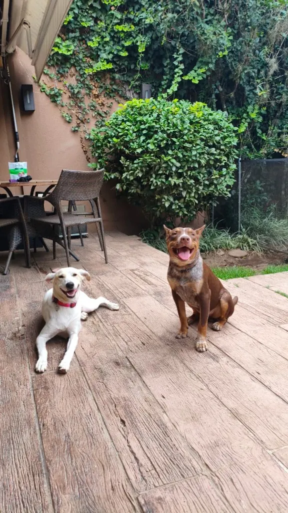 Cães no deck em estadia