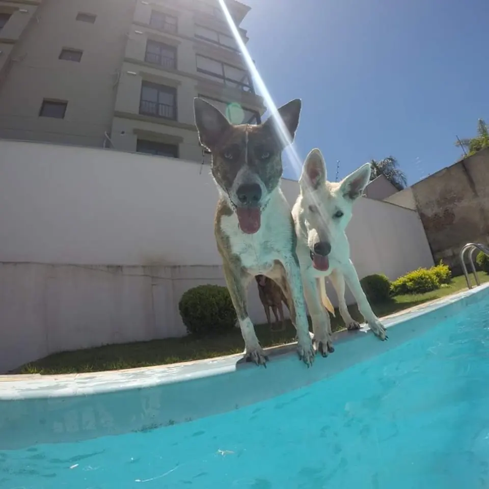 Dois cães na borda da piscina, durante a estadia
