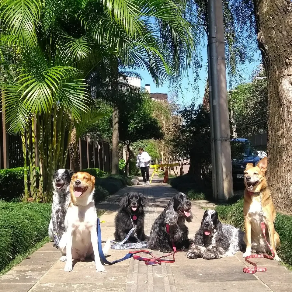 Seis cães sentados na calçada, em passeio com guia